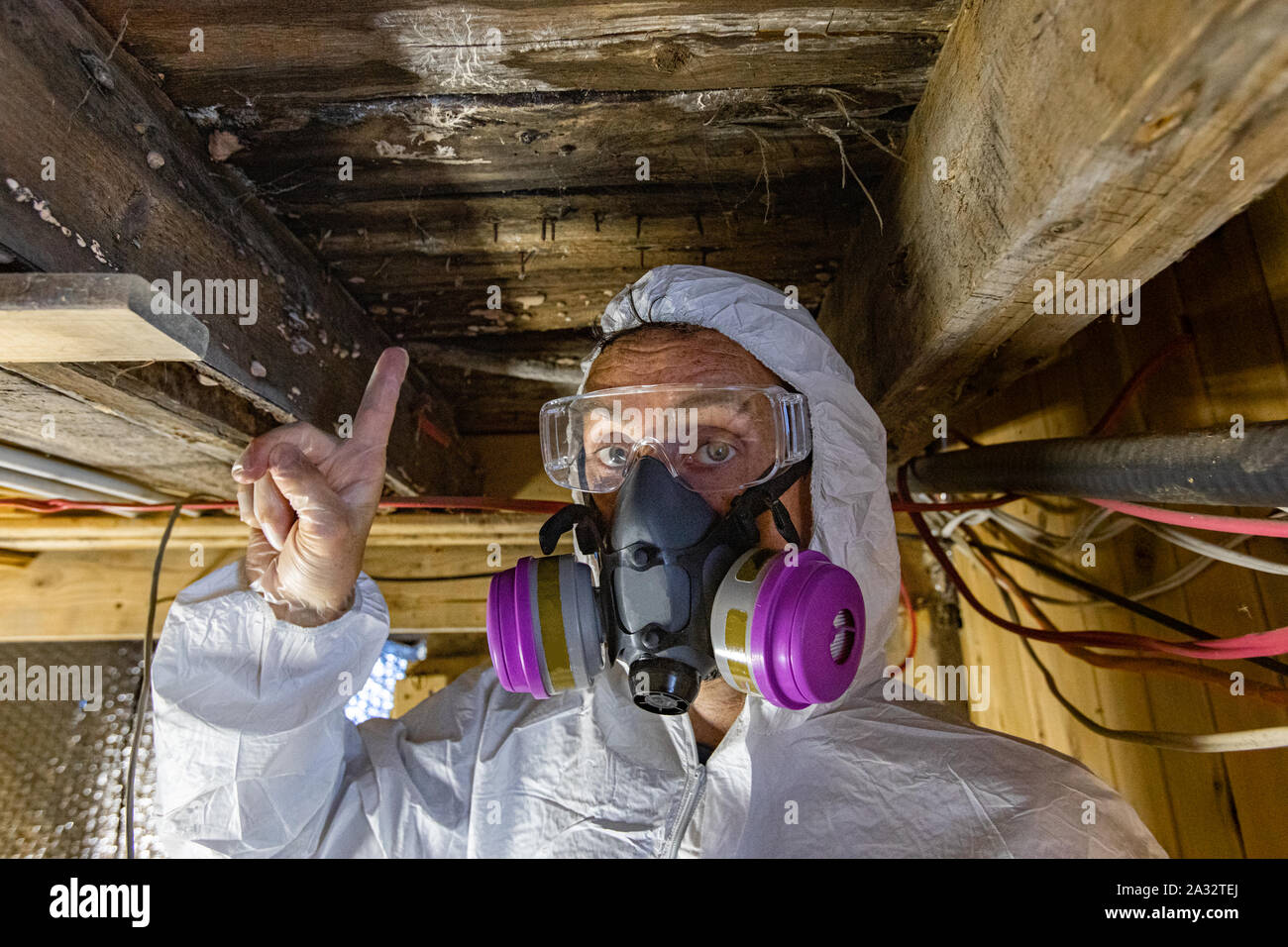 An indoor home inspector points towards condemned wood inside a domestic building, white fungi are seen growing on joists and floor planks, rotting wood indoor Stock Photo