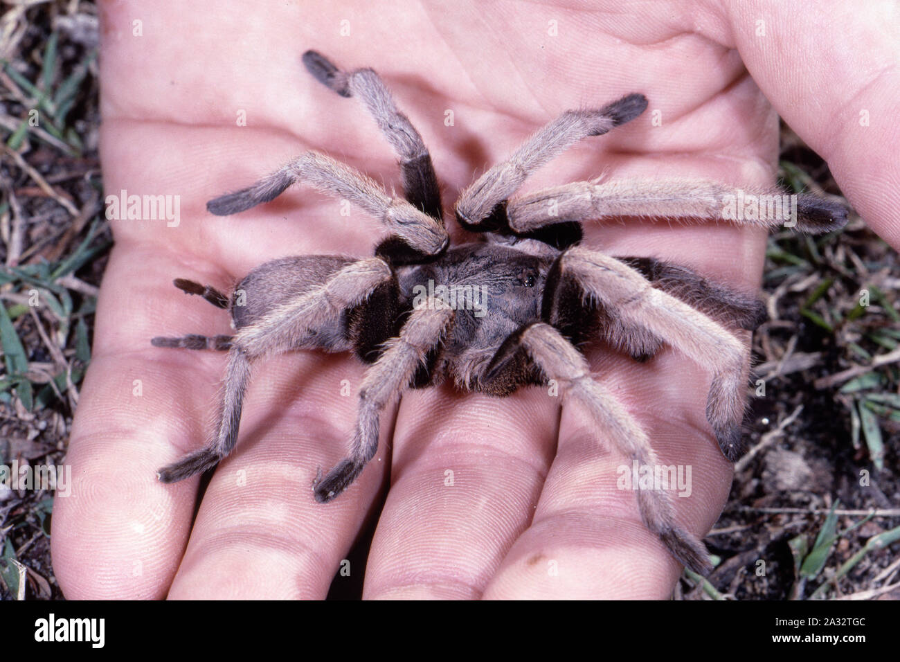Queensland Whistling or Bird Eating Spider Stock Photo Alamy