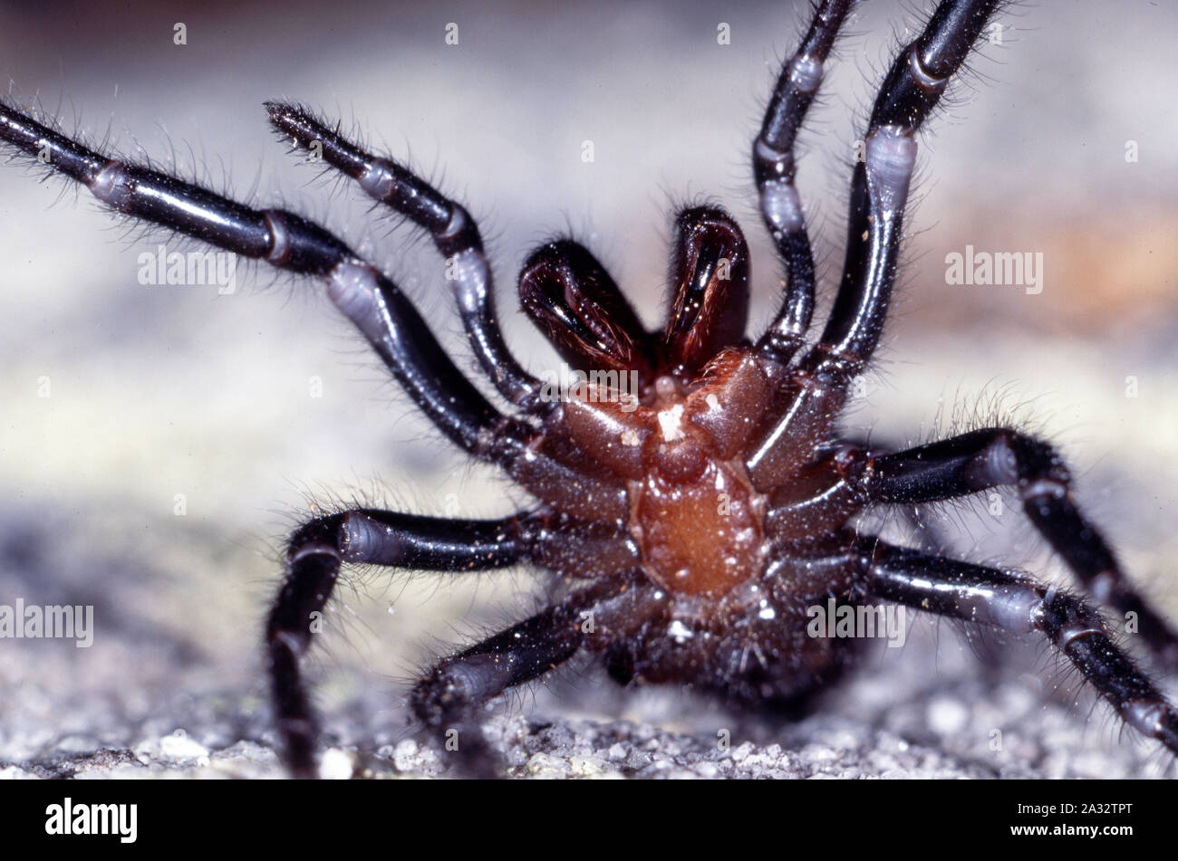 Sydney Funnel Web spider in strike stance Stock Photo