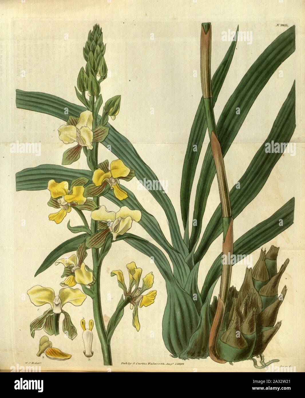 Eulophia streptopetala - Curtis' 56 (N.S. 3) pl. 2931 (1829). Stock Photo