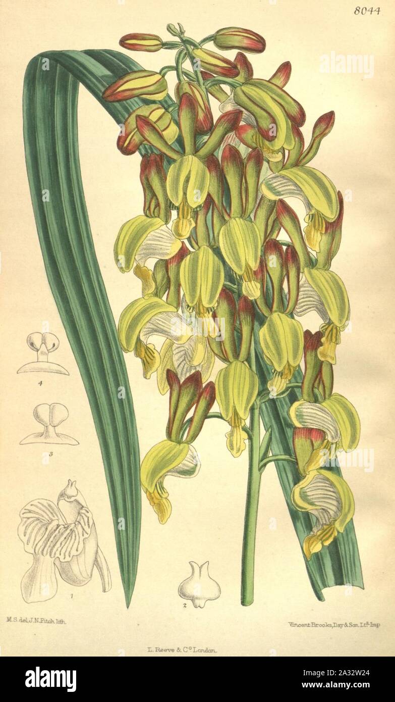Eulophia angolensis (as Lissochilus ugandae) - Curtis' 131 (Ser. 4 no. 1) pl. 8044 (1905). Stock Photo