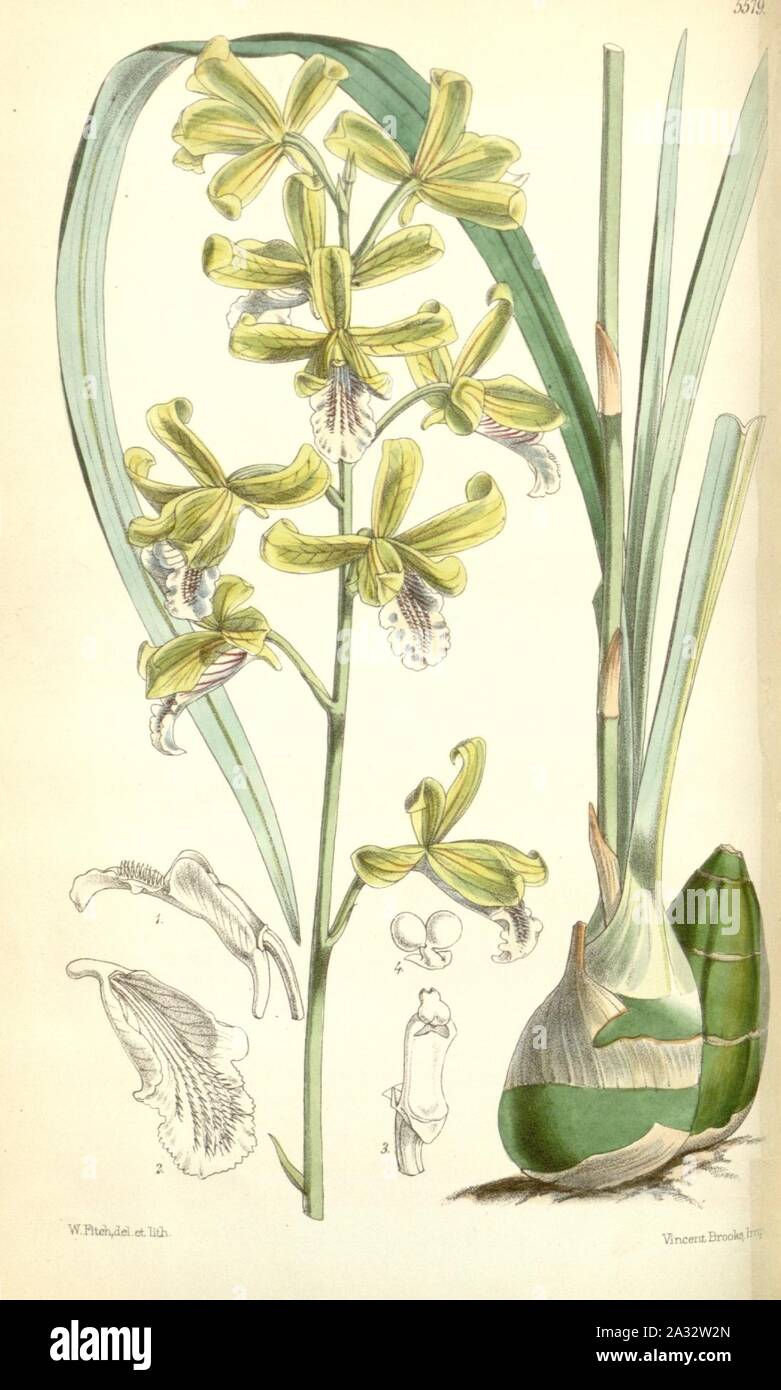 Eulophia pratensis (as Eulophia virens) - Curtis' 92 (Ser. 3 no. 22) pl. 5579 (1866). Stock Photo