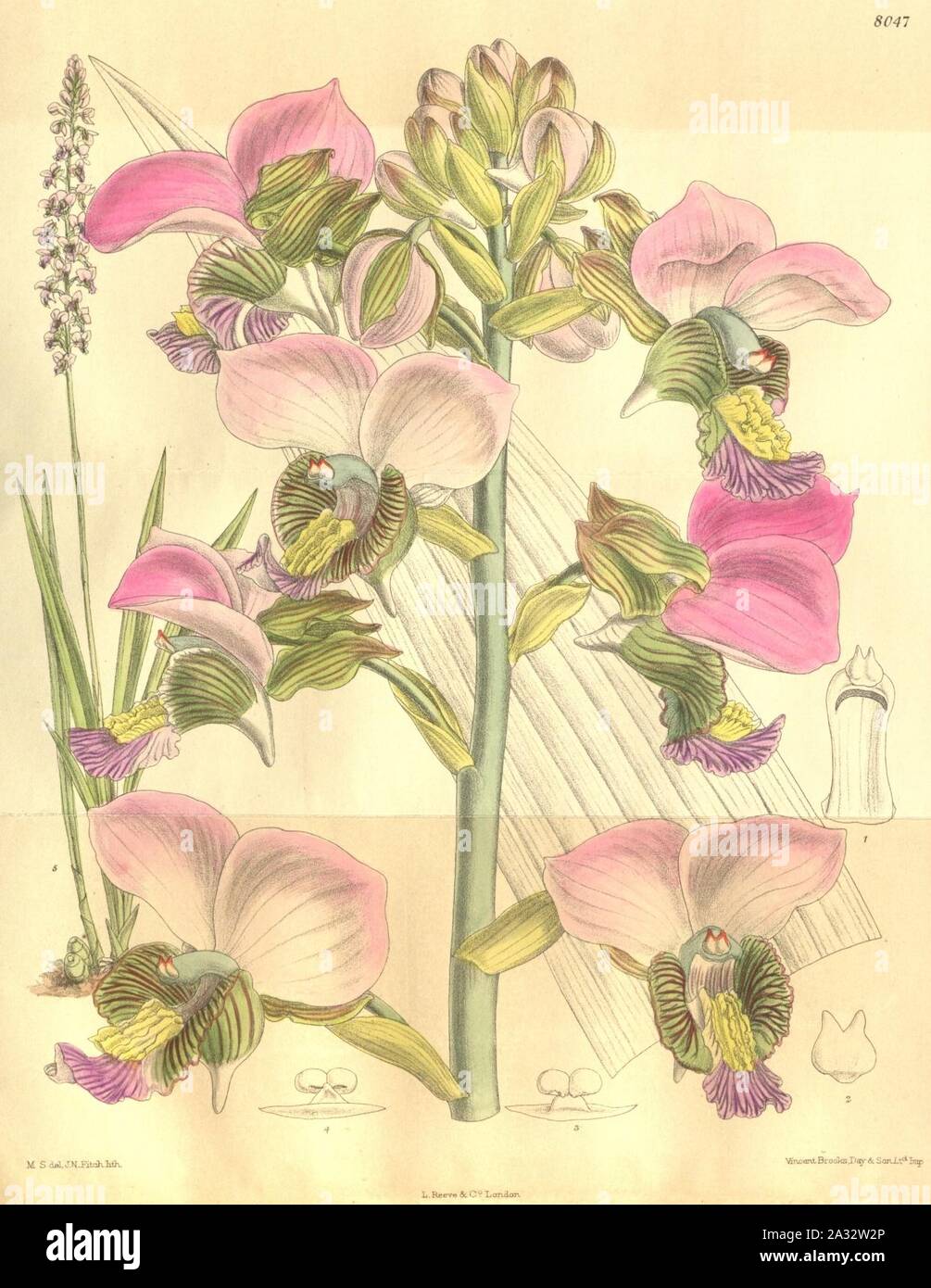 Eulophia rosea (as Lissochilus mahonii, spelled Lissochilus mahoni) - Curtis' 131 (Ser. 4 no. 1) pl. 8047. Stock Photo