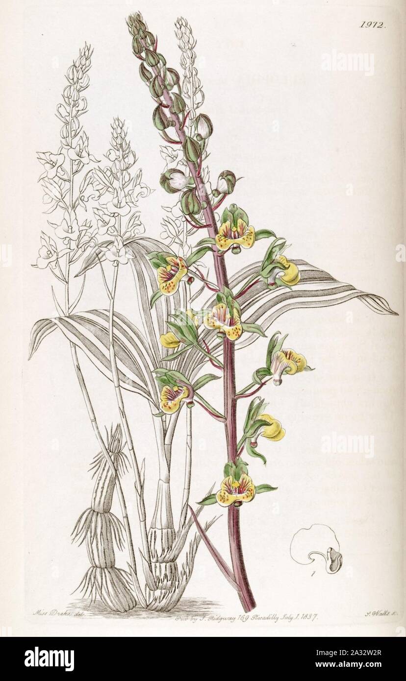 Eulophia pulchra (as Eulophia macrostachya) - Edwards vol 23 pl 1972 (1837). Stock Photo