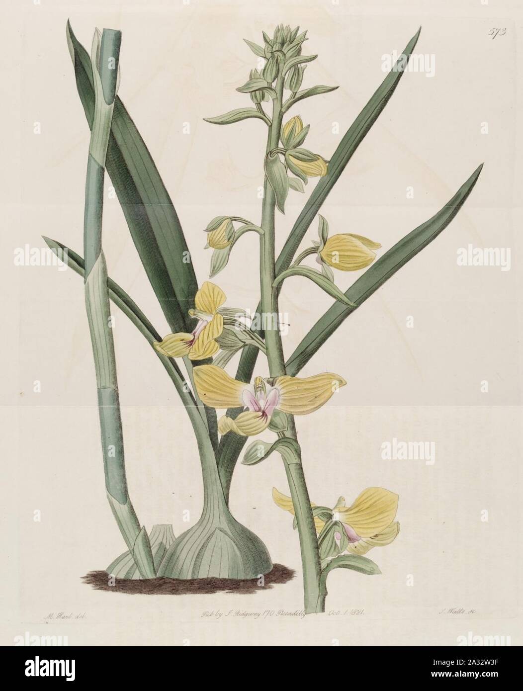 Eulophia speciosa (as Lissochilus speciosus) - Bot. Reg. 7 pl.573 (1821). Stock Photo