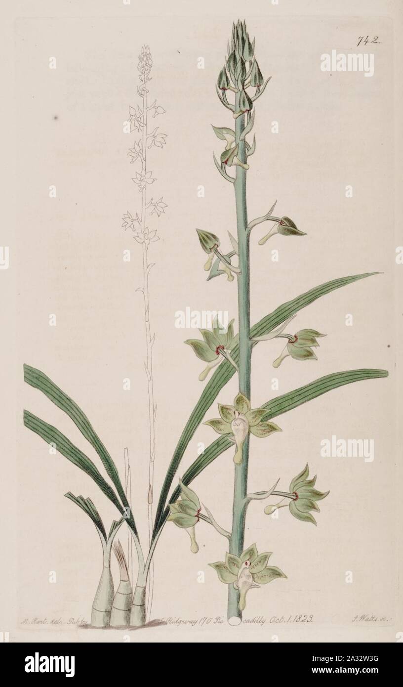 Eulophia gracilis - Bot. Reg. 9 pl. 742 (1823). Stock Photo