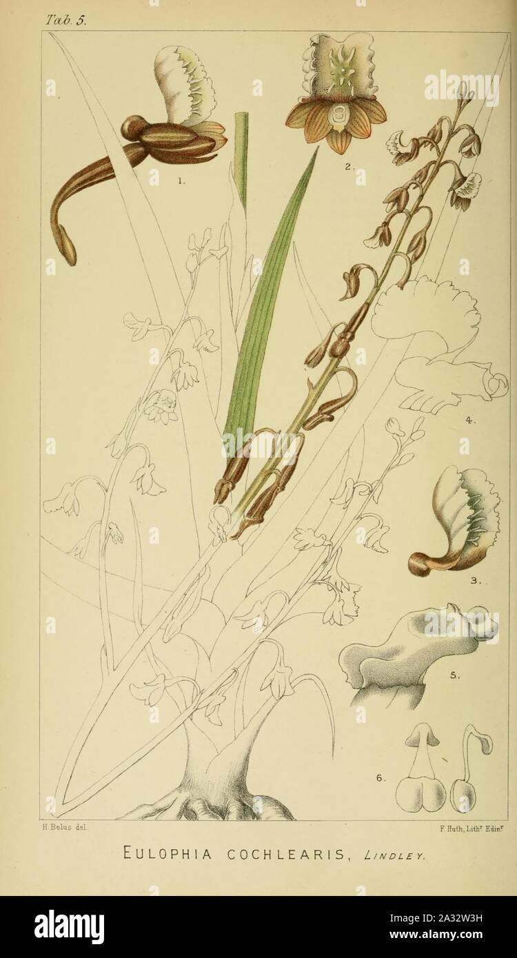 Eulophia cochlearis - Harry Bolus - Orchids of South Africa - volume I tab. 5 (1896). Stock Photo