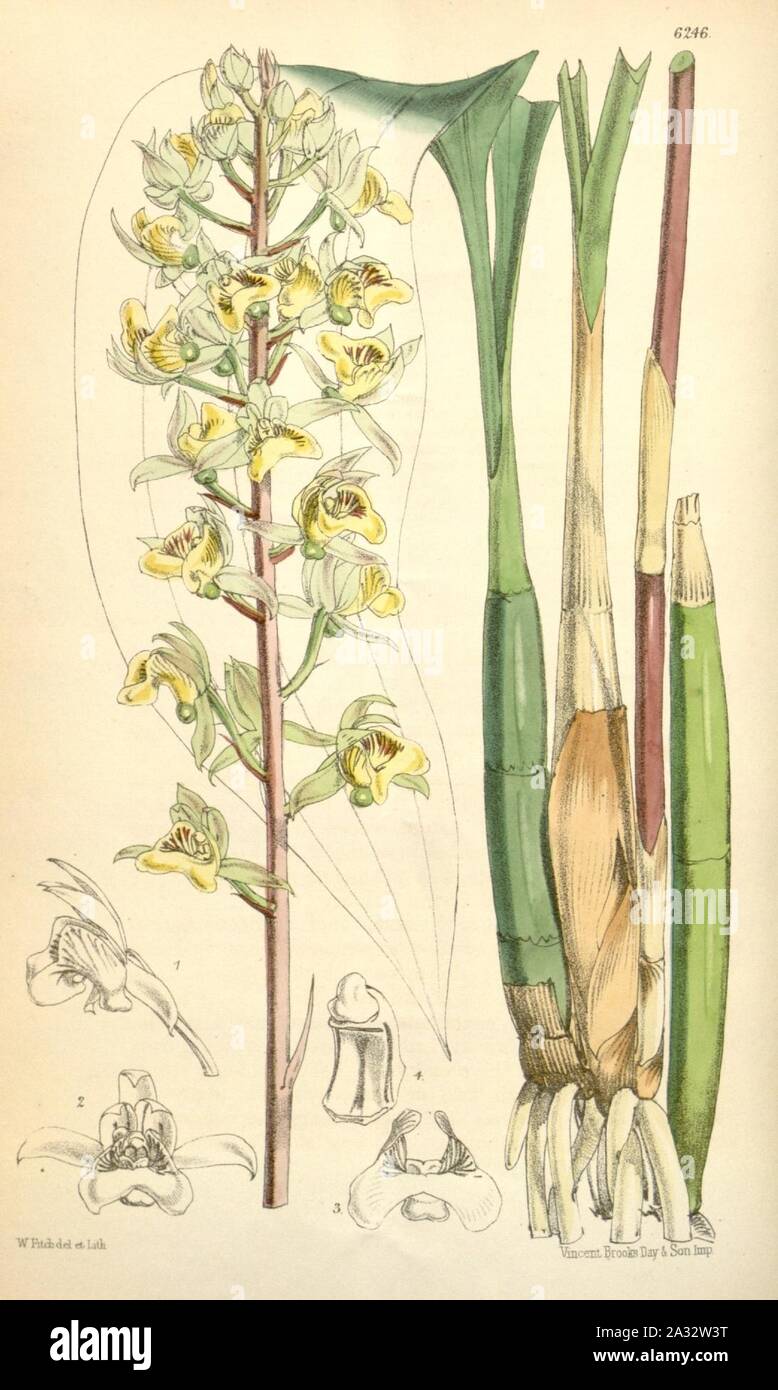 Eulophia pulchra (as Eulophia macrostachya) - Curtis' 102 (Ser. 3 no. 32) pl. 6246 (1876). Stock Photo