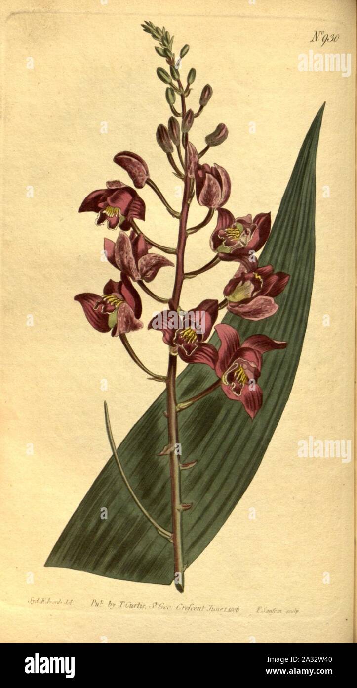 Eulophia alta (= Limodorum altum) - Curtis v. 23-24 pl 930. Stock Photo