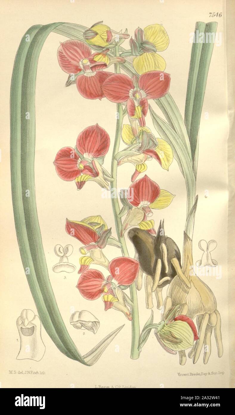 Eulophia orthoplectra (as Lissochilus milanjeanus, spelled Lissochilus milanjianus) - Curtis' 123 (Ser. 3 no. 53) pl. 7546 (1897). Stock Photo