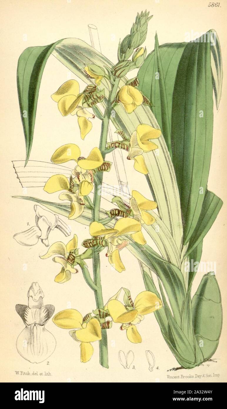 Eulophia streptopetala var. streptopetala (as syn. Lissochilus krebsii) - Curtis' 96 (Ser. 3 no. 26) pl. 5861 (1870). Stock Photo