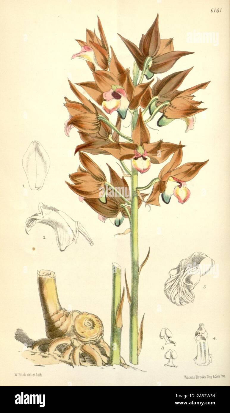 Eulophia zollingeri (as Cyrtopera sanguinea) - Curtis' 101 (Ser. 3 no. 31) pl. 6161 (1875). Stock Photo