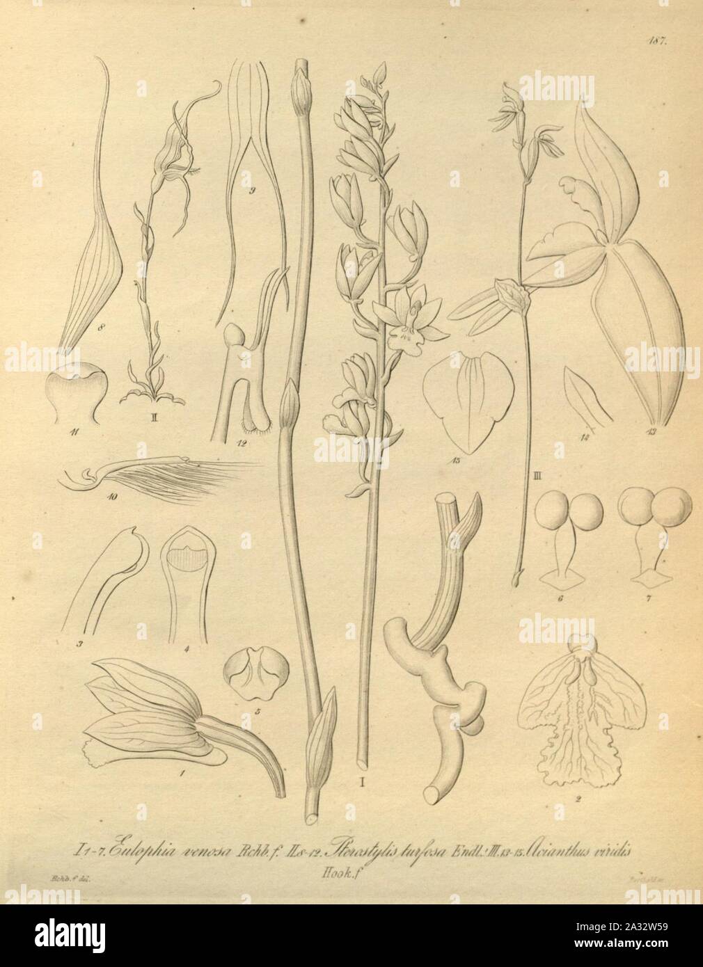 Eulophia venosa - Pterostylis turfosa - Townsonia viridis (as Acianthus viridis) - Xenia 2 pl 187. Stock Photo