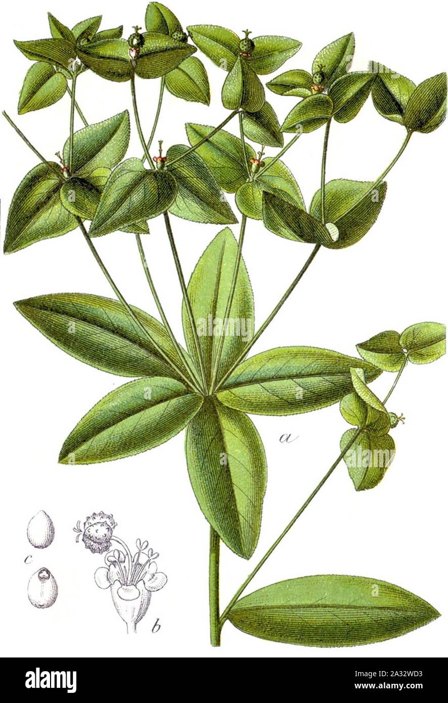 Euphorbia dulcis Sturm28. Stock Photo