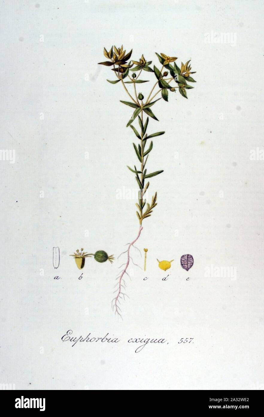 Euphorbia exigua — Flora Batava — Volume v7. Stock Photo