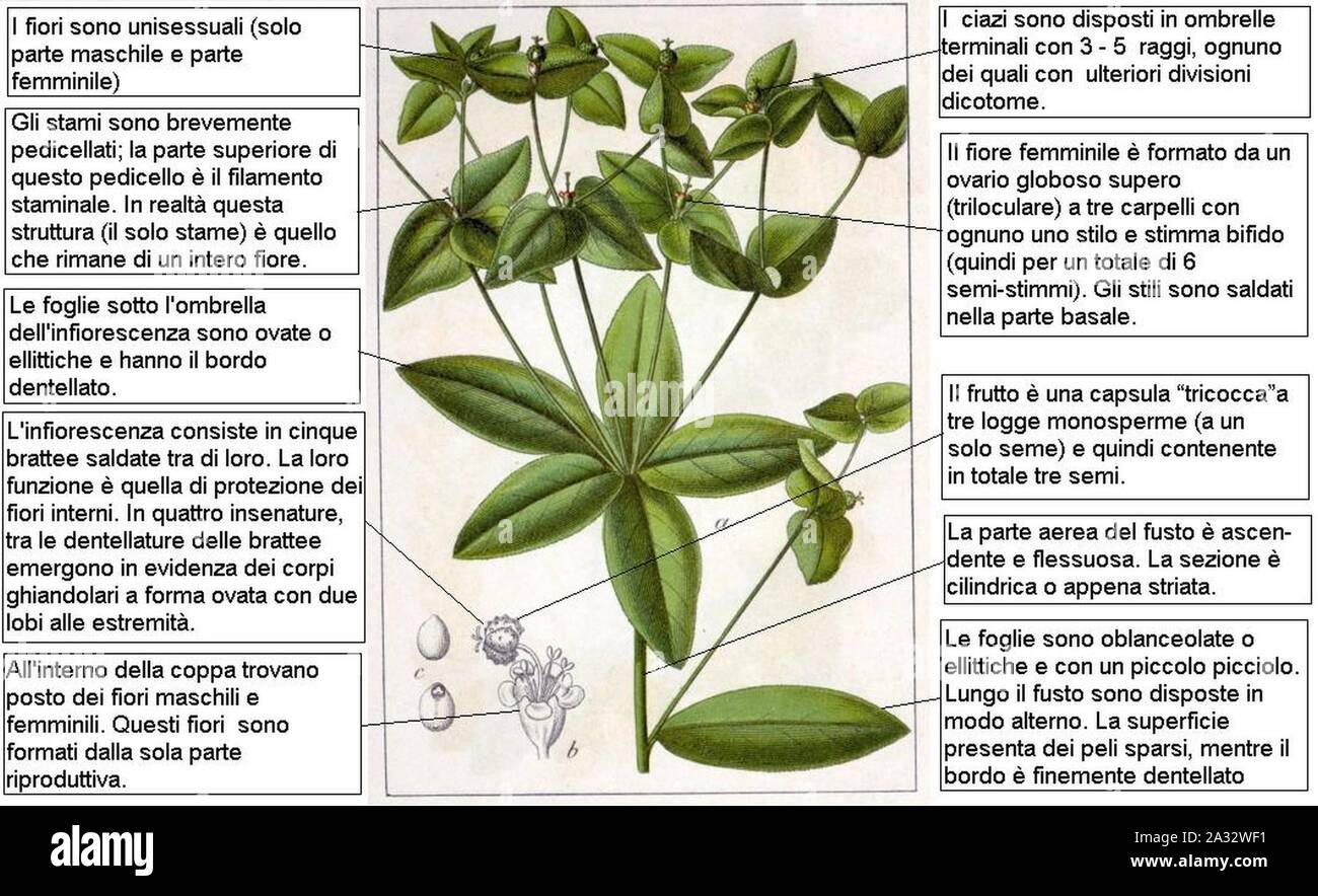 Euphorbia dulcis Sturm DESC. Stock Photo