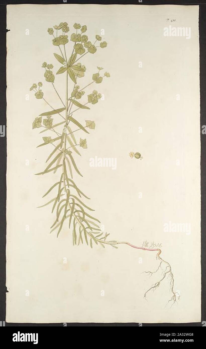 Euphorbia segetalis - Florae Austriacae - vol. 5 - t. 450. Stock Photo