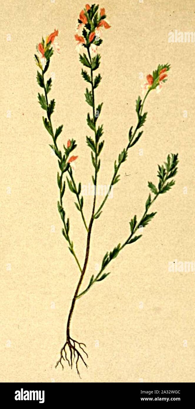 Euphrasia salisburgensis Atlas Alpenflora. Stock Photo