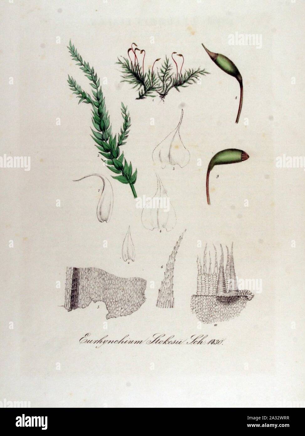 Eurhynchium stokesii — Flora Batava — Volume v13. Stock Photo