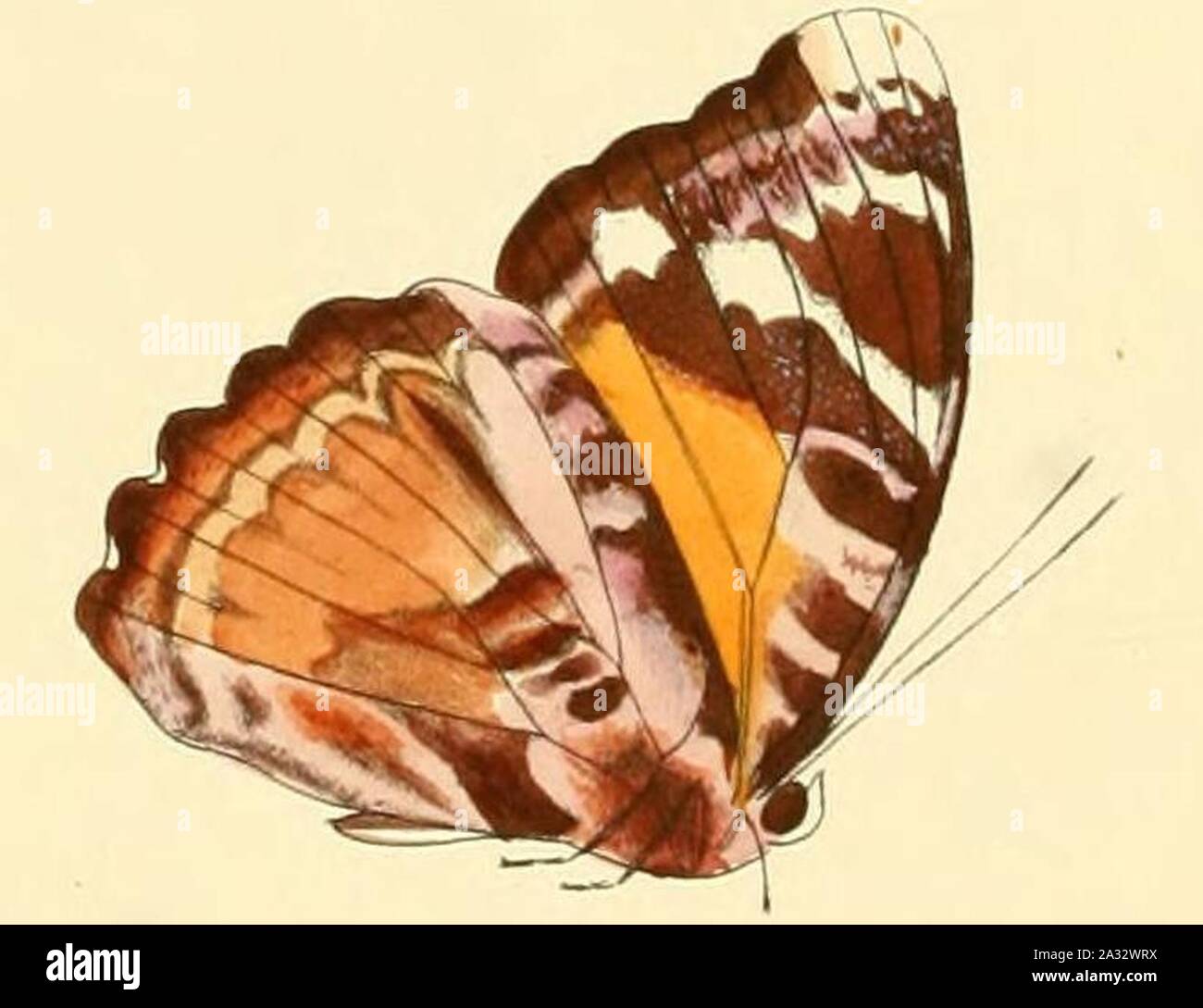 Atossa hi-res stock photography and images - Alamy