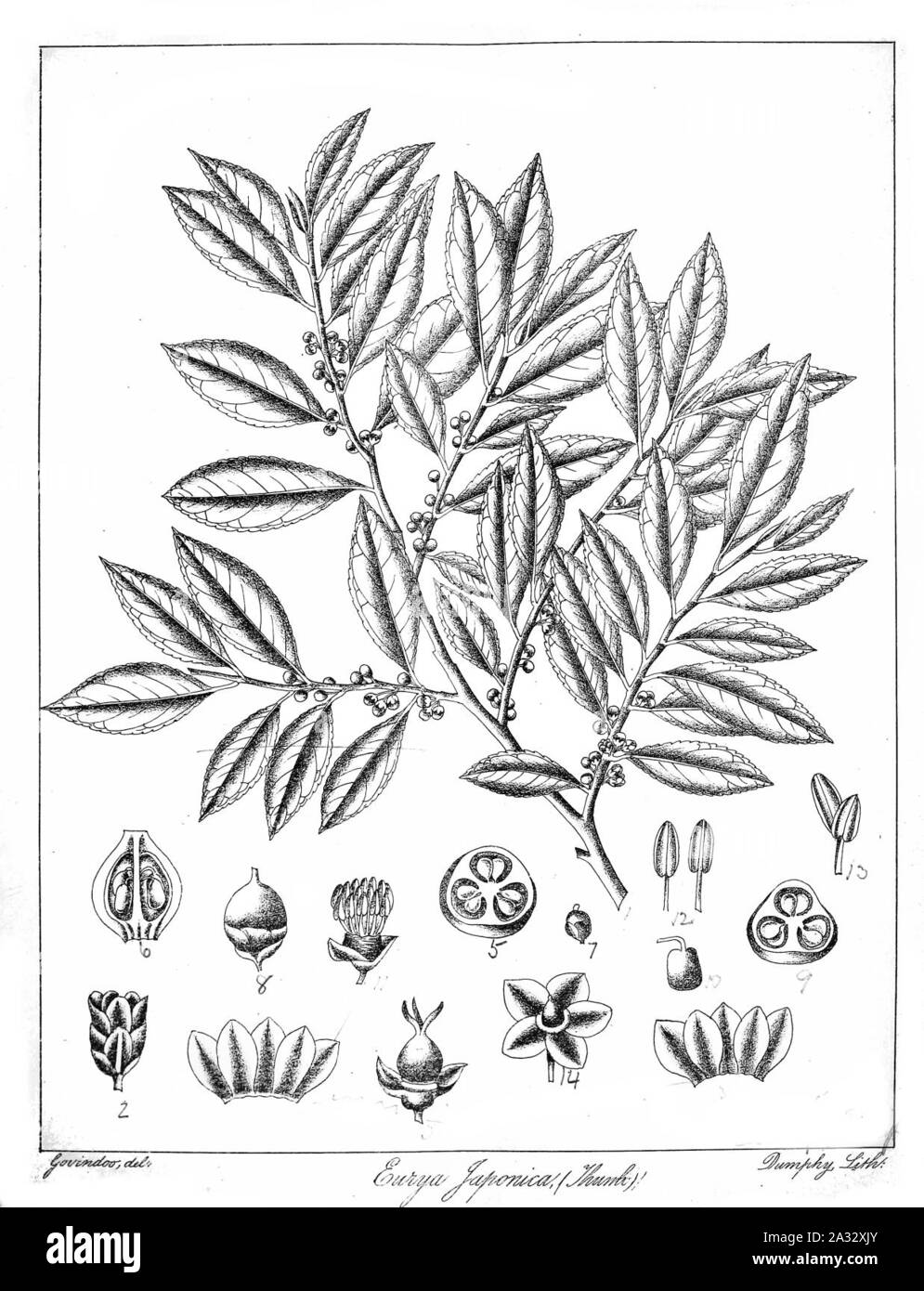 Eurya japonica Govindoo. Stock Photo