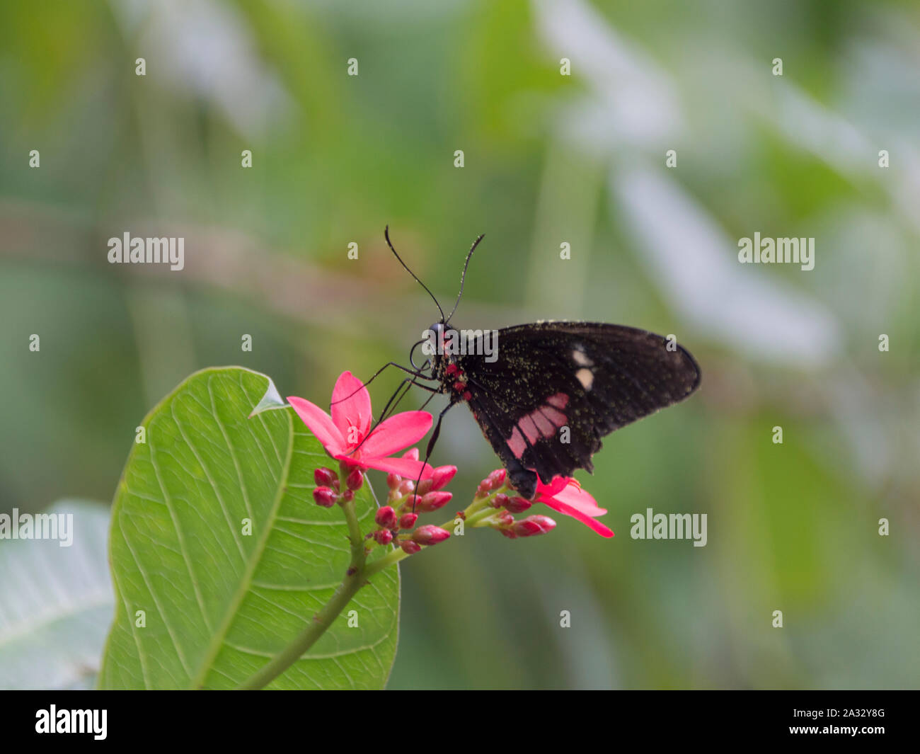 Pink Cattleheart or Transandean Cattleheart Butterfly (Parides iphidamas) on Red Flower Stock Photo
