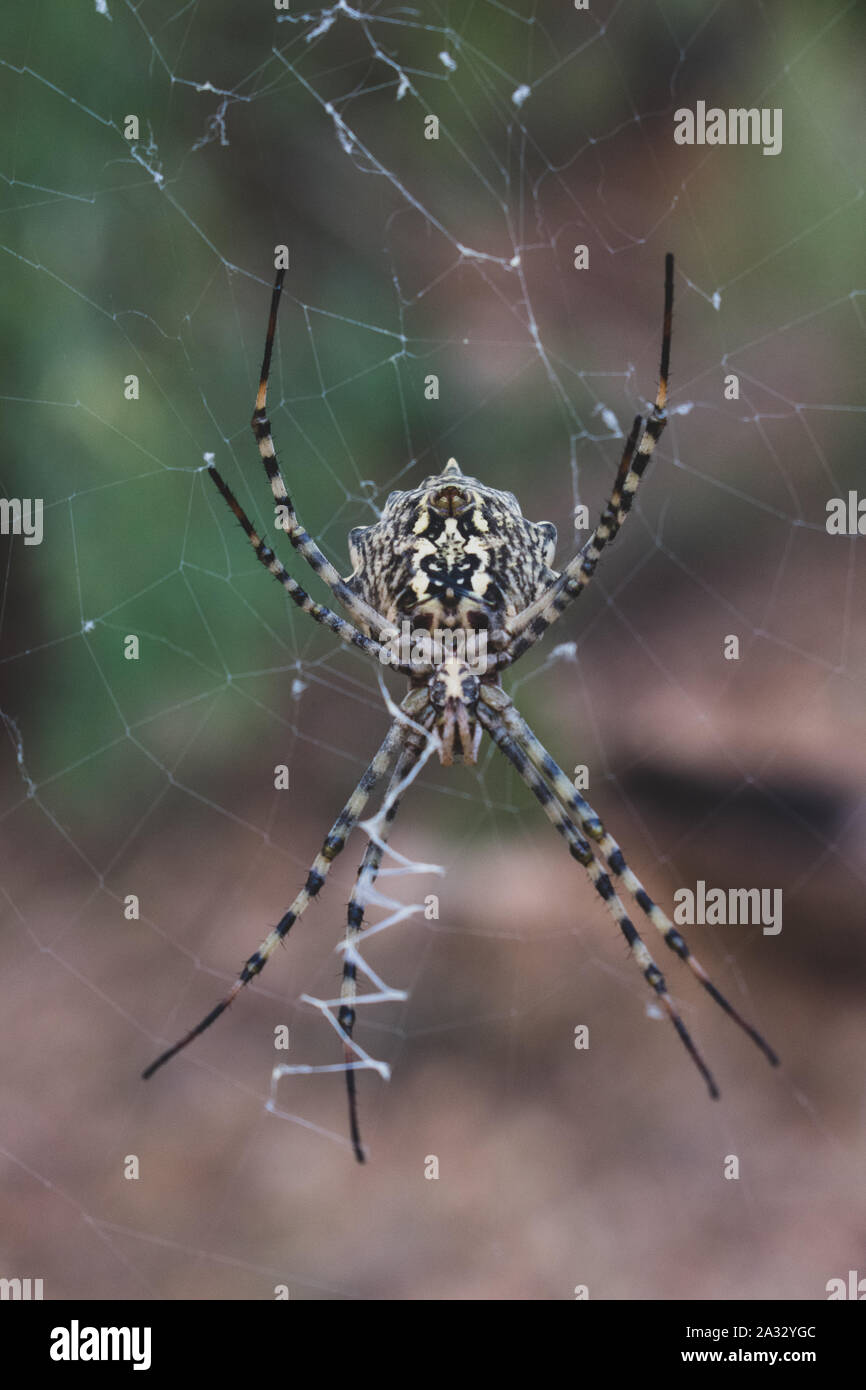 Argiope lobata hi-res stock photography and images - Alamy