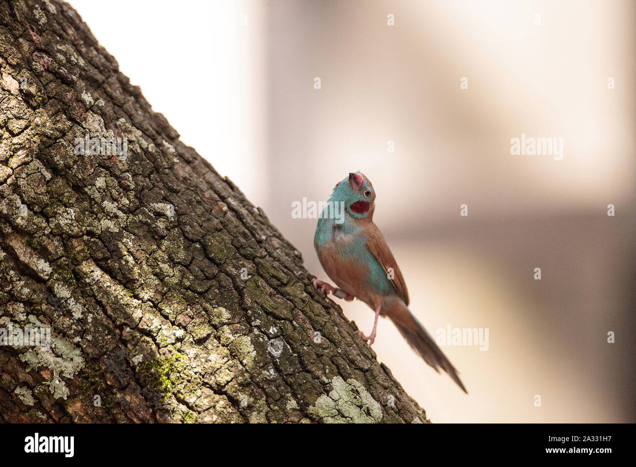 Red-cheeked Cordon-bleu bird Uraeginthus bengalus perches on a tree. Stock Photo