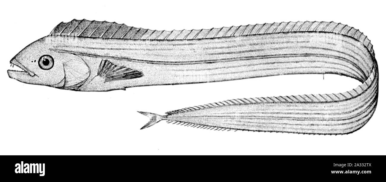 Evoxymetopon taeniatus. Stock Photo