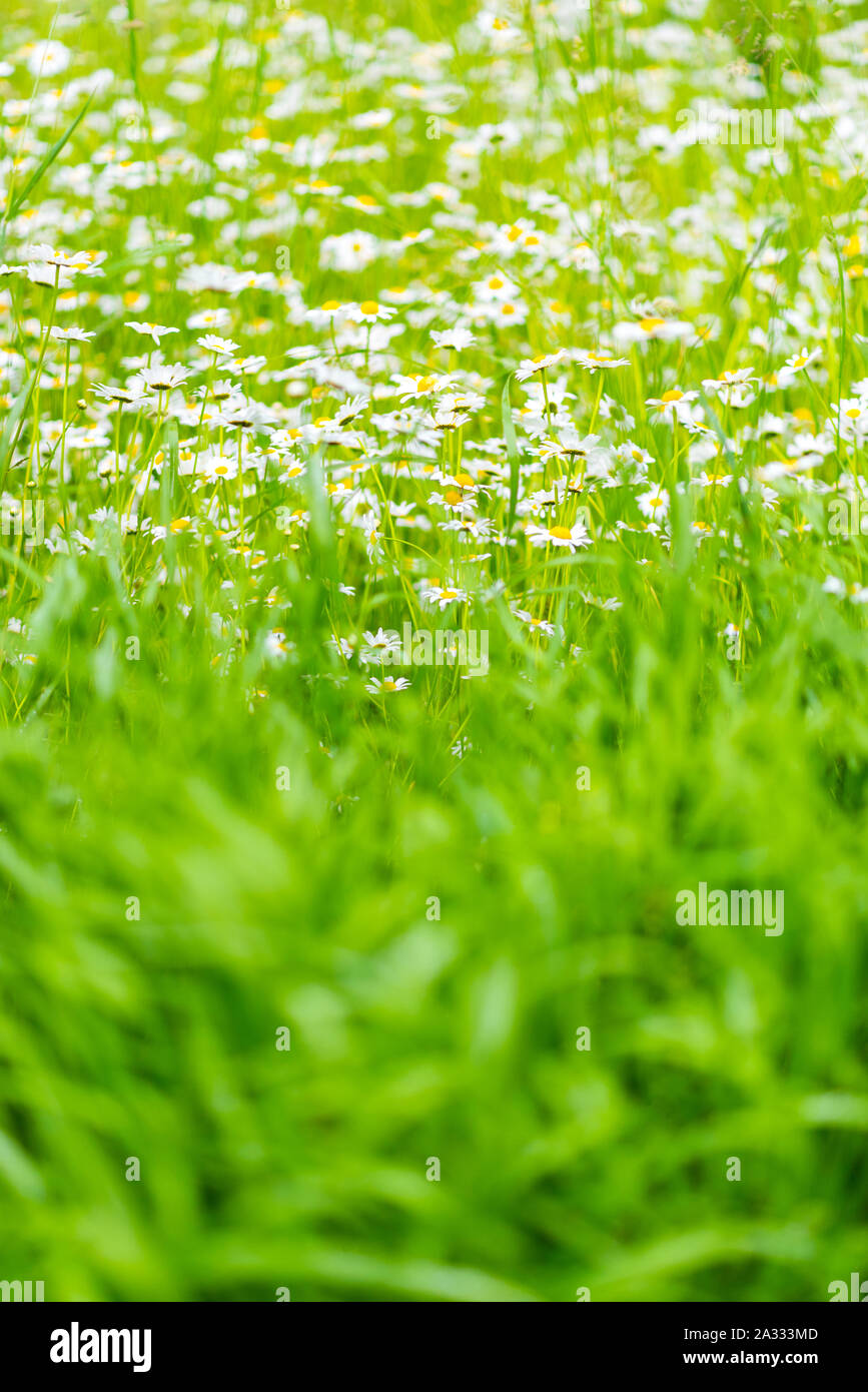 Juicy thick grass and blossoming white chamomiles. Location: Mestia, Svaneti, Georgia Stock Photo