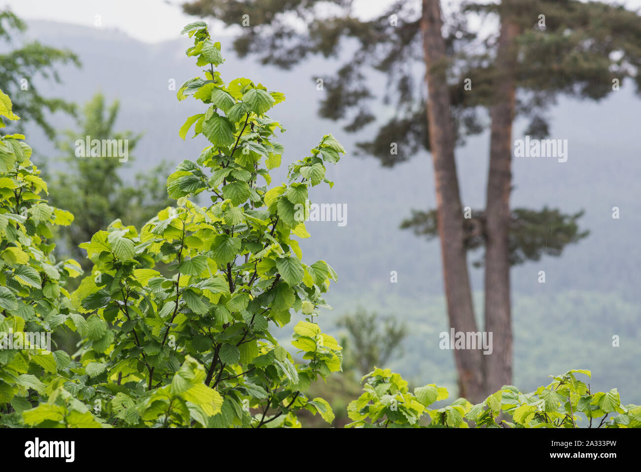 Hazel tree during rain in the forest of the highlands in Region