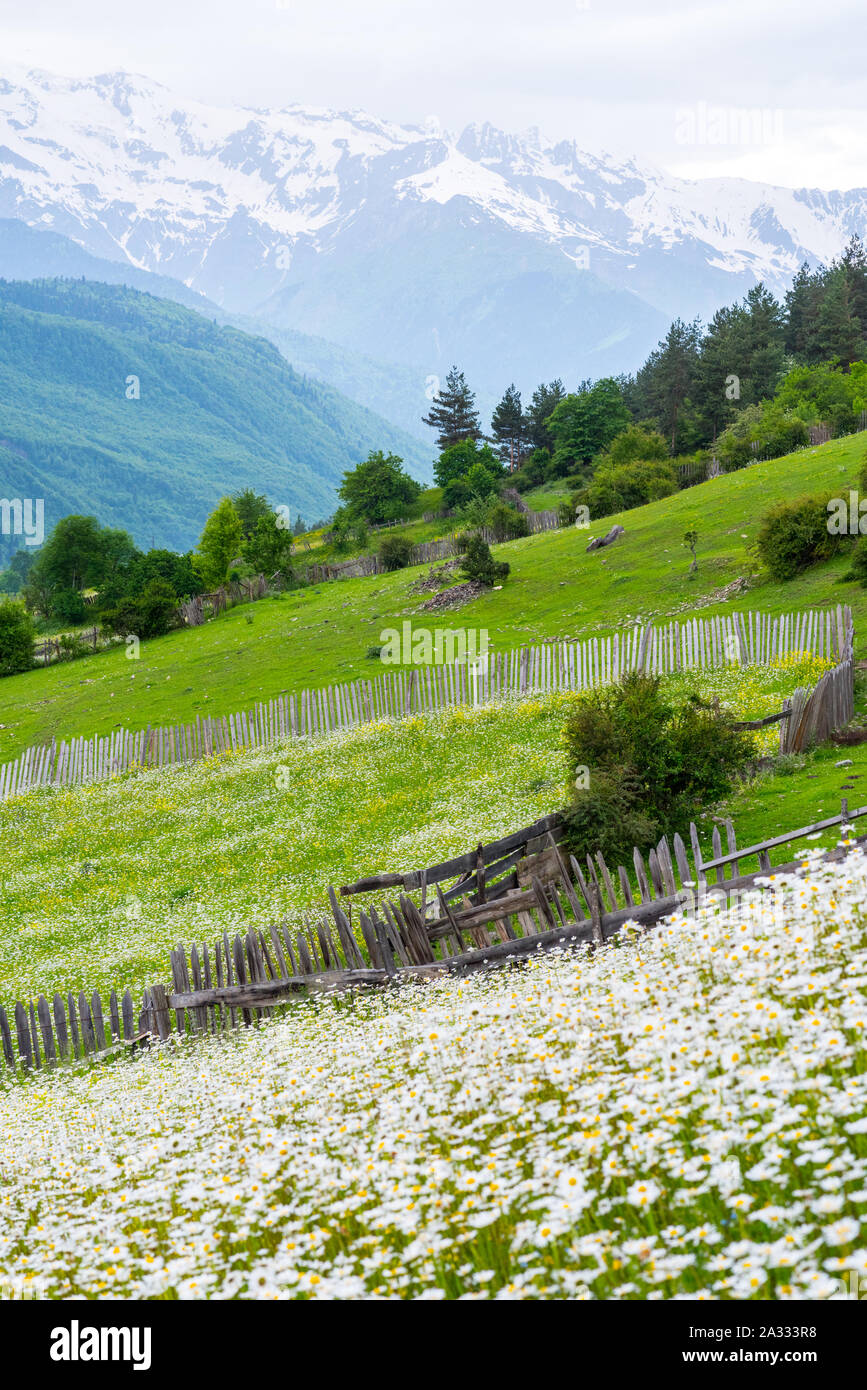Field with blooming chamomiles and wooden fences on the slope of a mountain with a snowy mountain range in the background. Mestia, Svaneti, Georgia Stock Photo