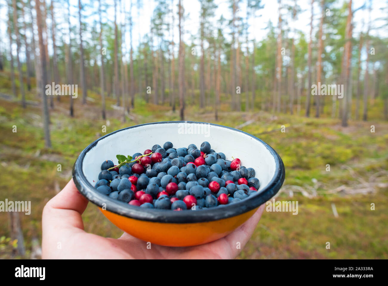 Wild blueberries (bilberries) & lingonberries collected into a plate in the pine tree forest. Foraging in the wild, back to the roots. Stock Photo