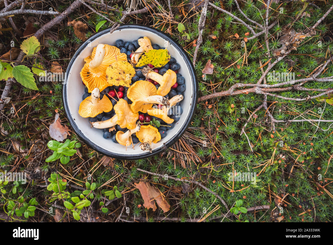 Chanterelles, wild bilberries (blueberries) and lingonberries in bowl on moss with fallen pine tree twigs & needles. Wild berries & mushroom foraging Stock Photo