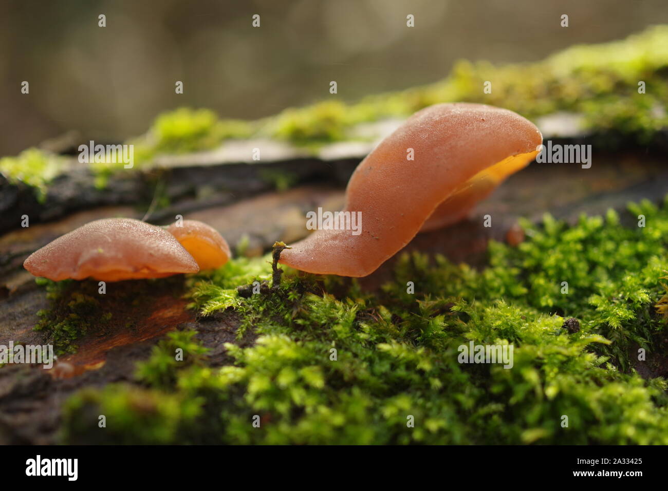 Jelly Ear Fungi, (Auricularia auricula-judae) on a rotten log in a ...