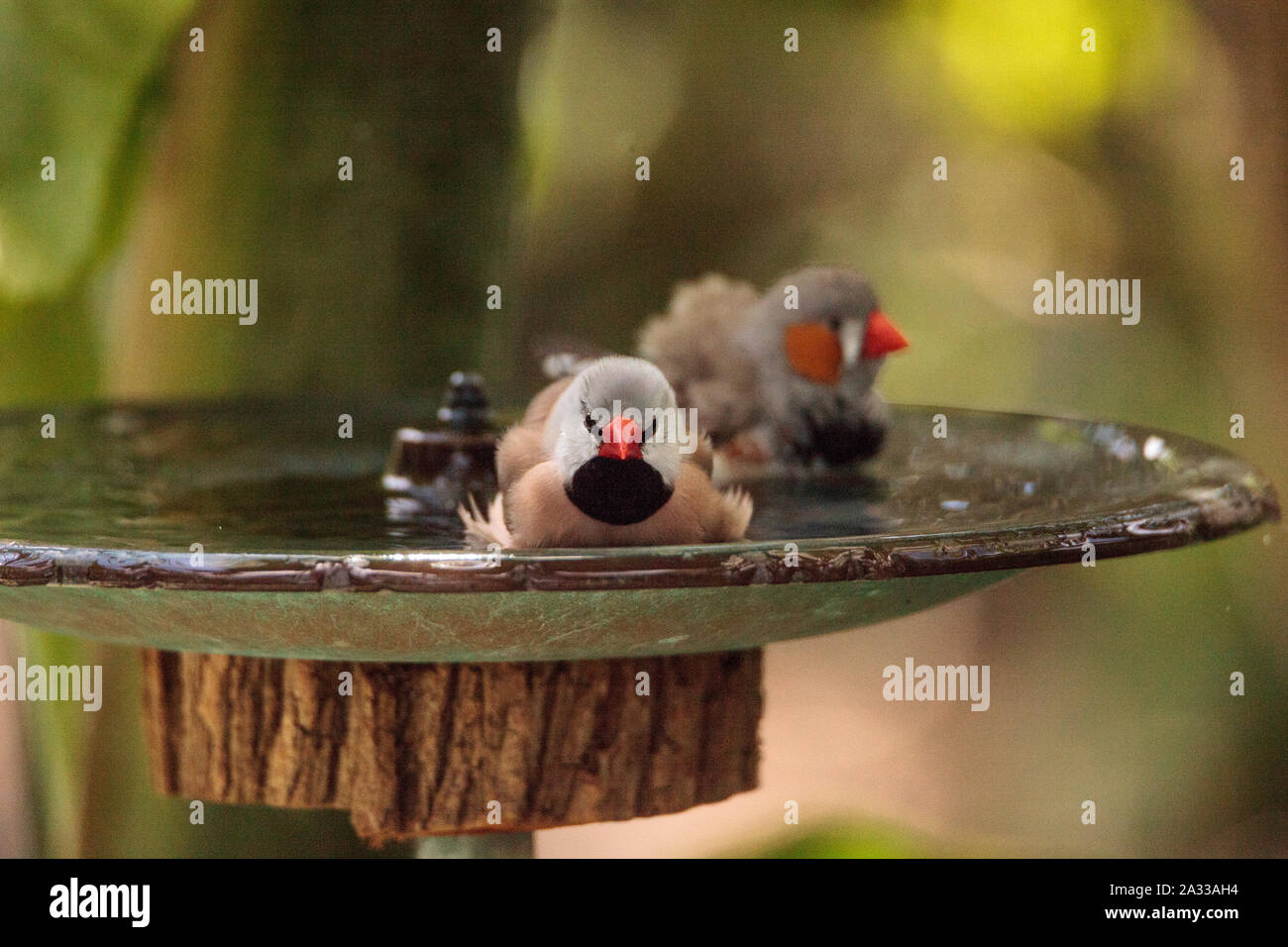 Shaft tail finch birds Poephila acuticauda in a bird bath bathing their
