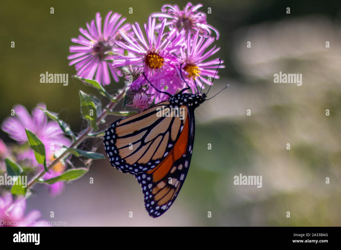Beautiful butterfly relaxing on a flower Stock Photo - Alamy