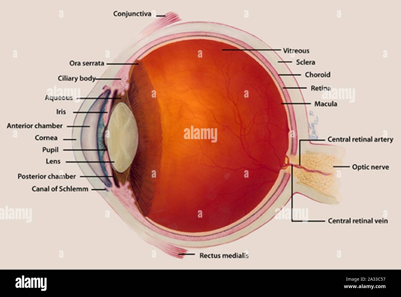 Eye with labels. Stock Photo