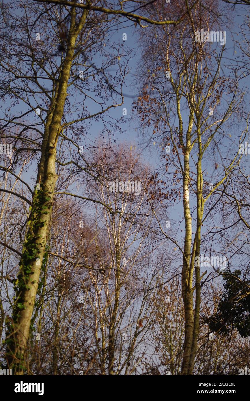 Leafless Winter Sliver Birch Woodland (Betula pendula) against a blue sky. Exeter, Devon, UK. Stock Photo