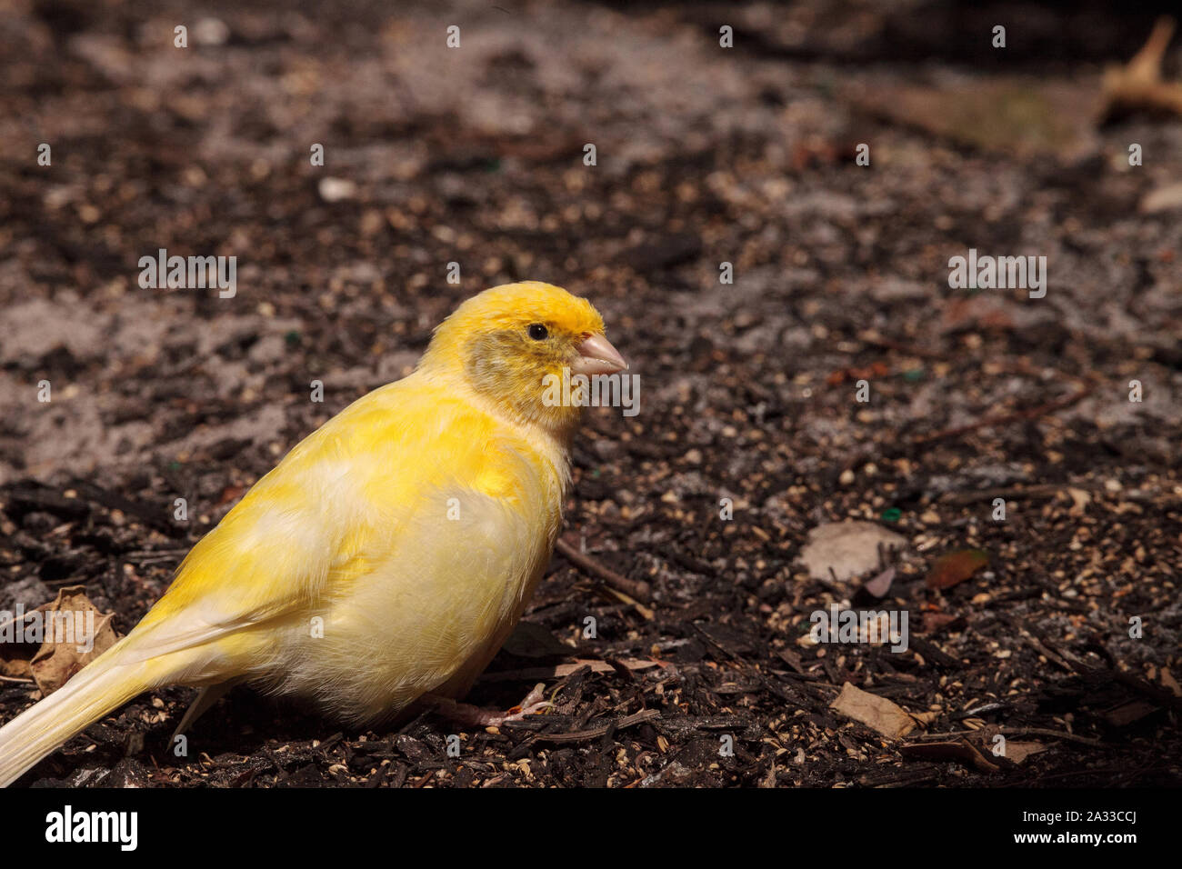 Yellow canary Serinus canaria endemic to the Canary Islands perches on the ground. Stock Photo