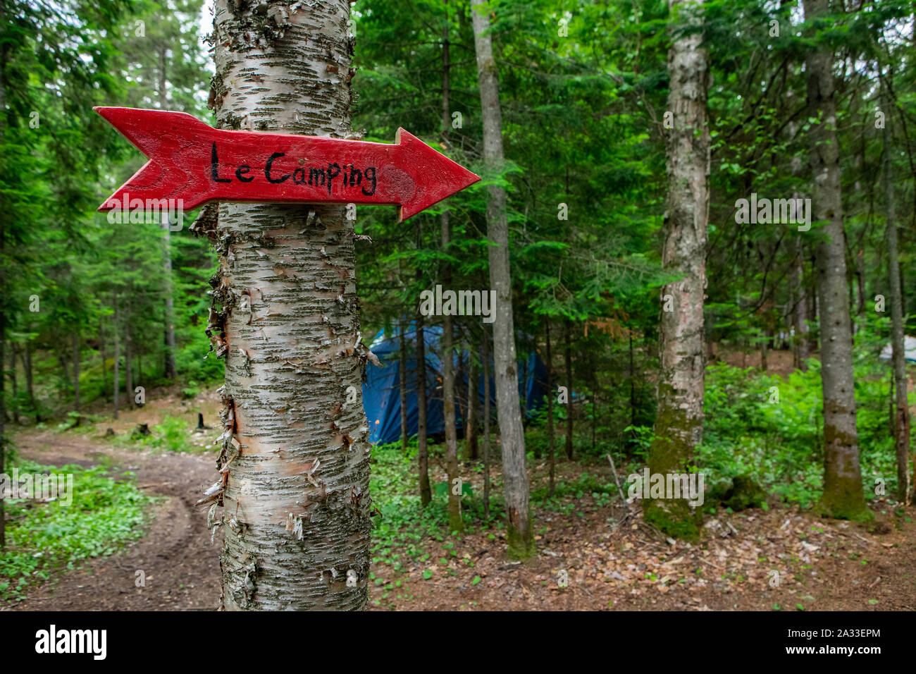 Red Arrow Tree A small red arrow is seen fixed to a tree in dense woodland, giving ...