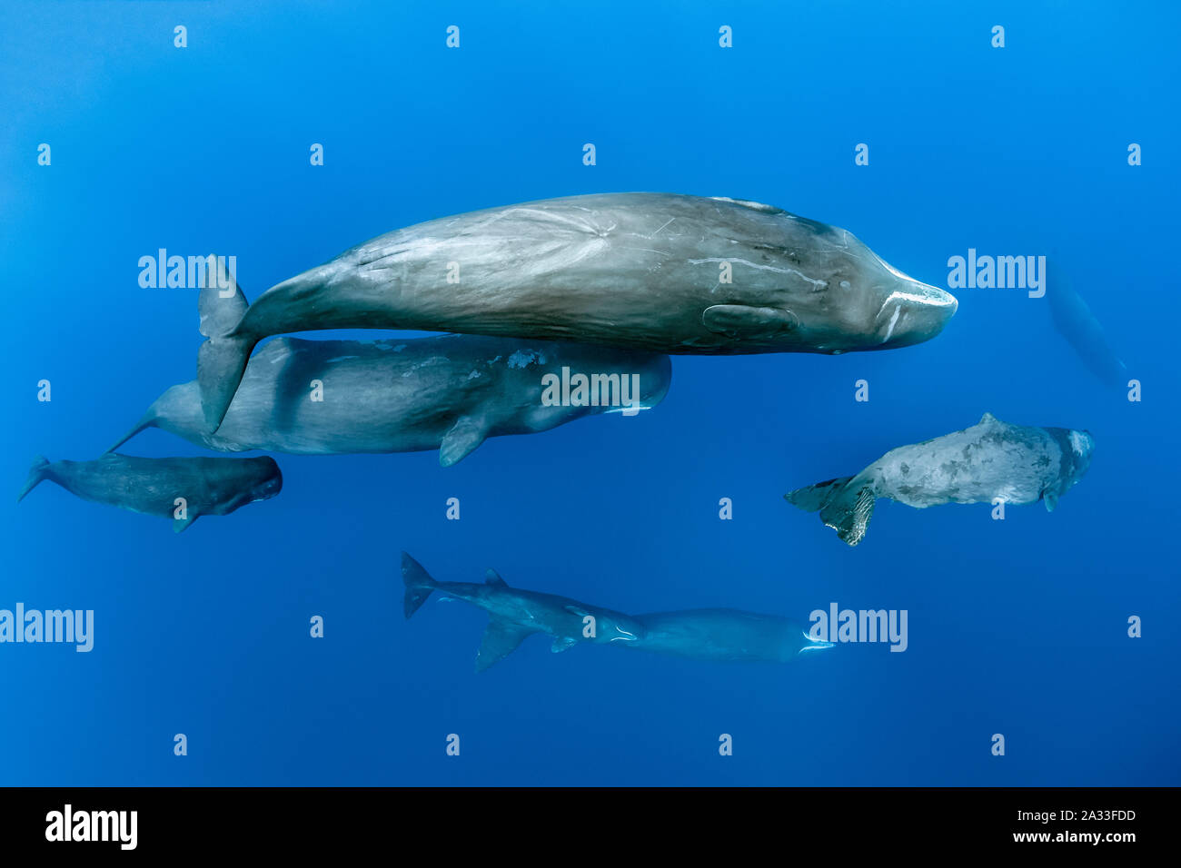 pod of sperm whales swimming, Physeter macrocephalus, Dominica, Caribbean Sea, Atlantic Ocean, photo taken under permit n°RP 16-02/32 FIS-5 Stock Photo
