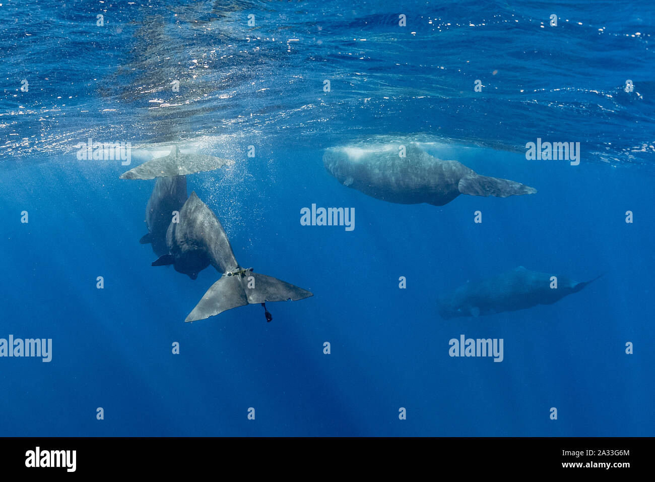 a young sperm whale, Physeter macrocephalus, tangled with a deadly fishing rope at the base of her fluke, Dominica, Caribbean Sea, Atlantic Ocean, pho Stock Photo