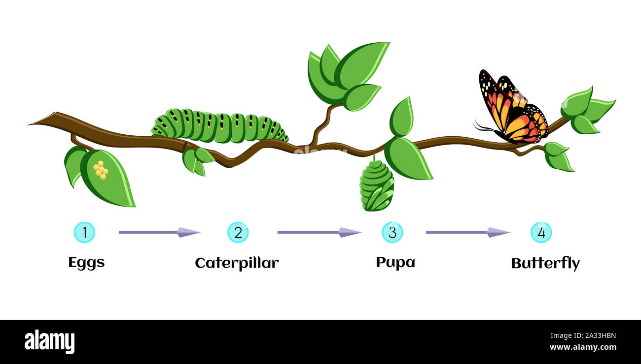 Life cycle of butterfly, illustration Stock Photo