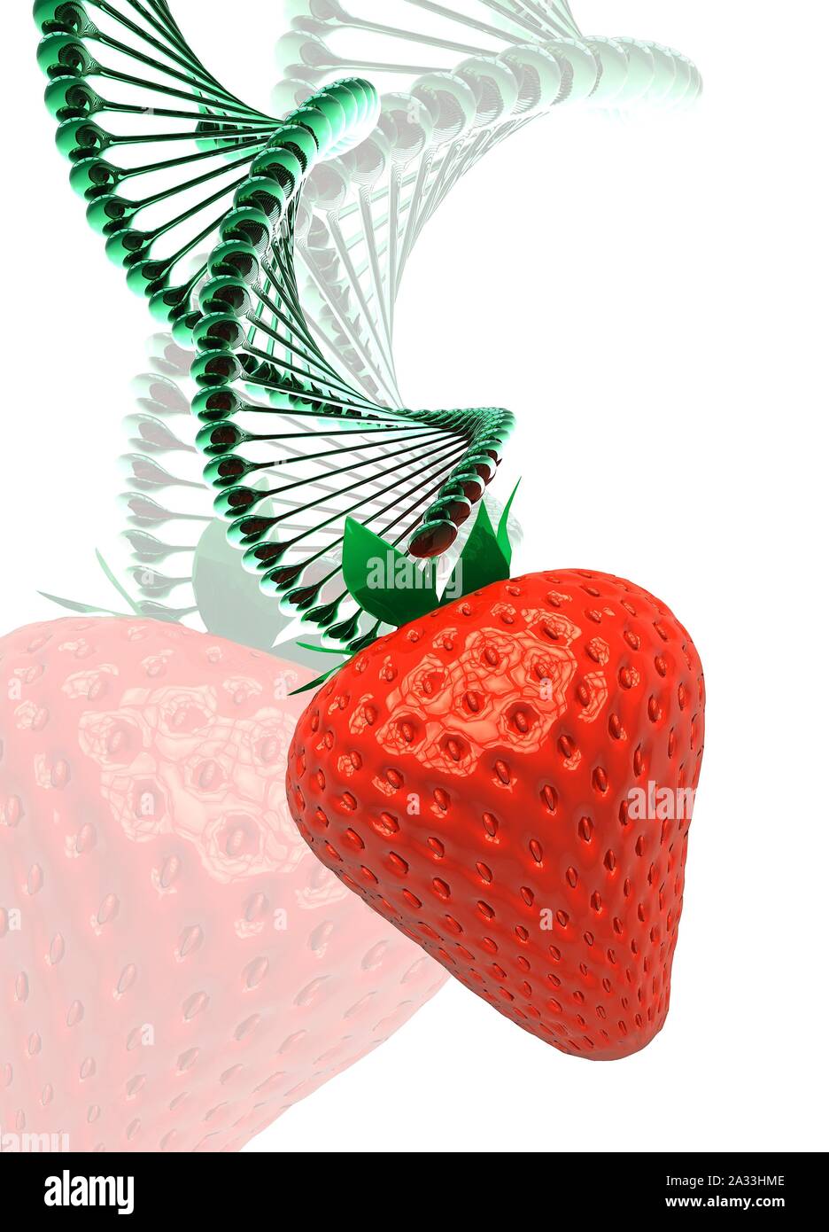 Strawberry and DNA, illustration Stock Photo Alamy