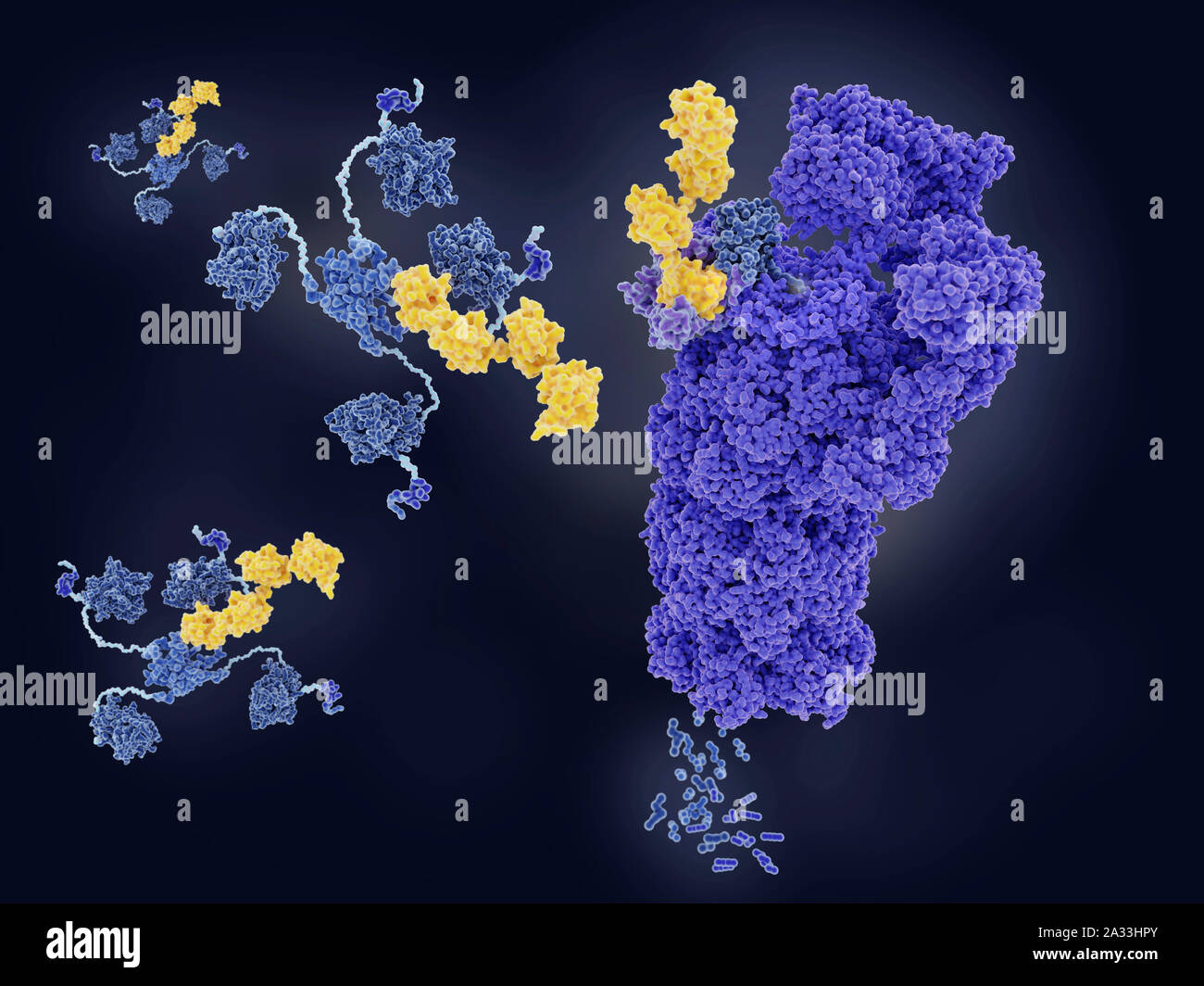 Tumour suppressor p53 degraded by proteasome, illustration Stock Photo ...