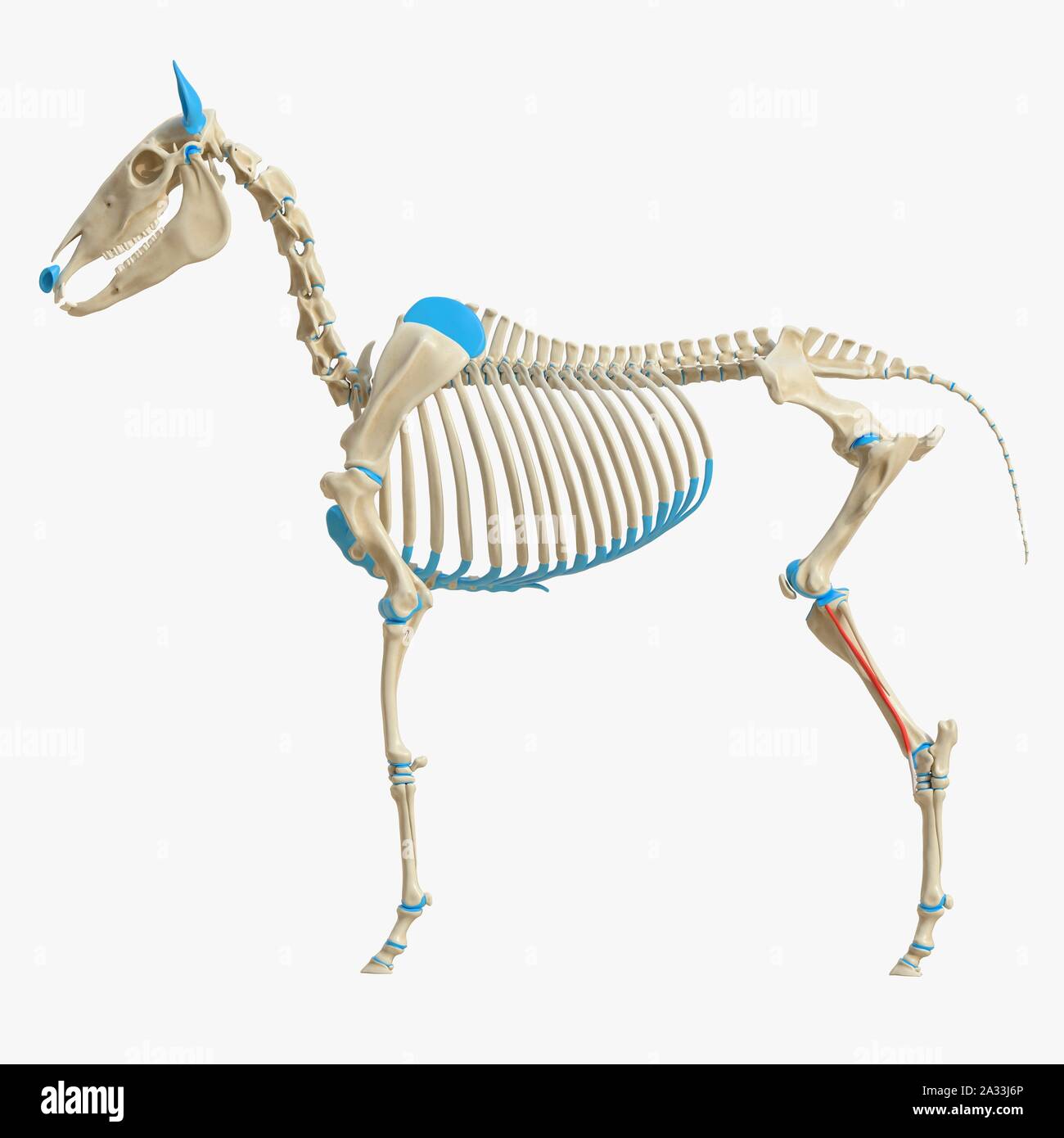 Horse peroneus tertius muscle, illustration Stock Photo