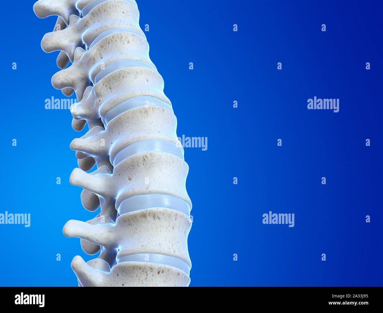 Human spine, illustration Stock Photo - Alamy