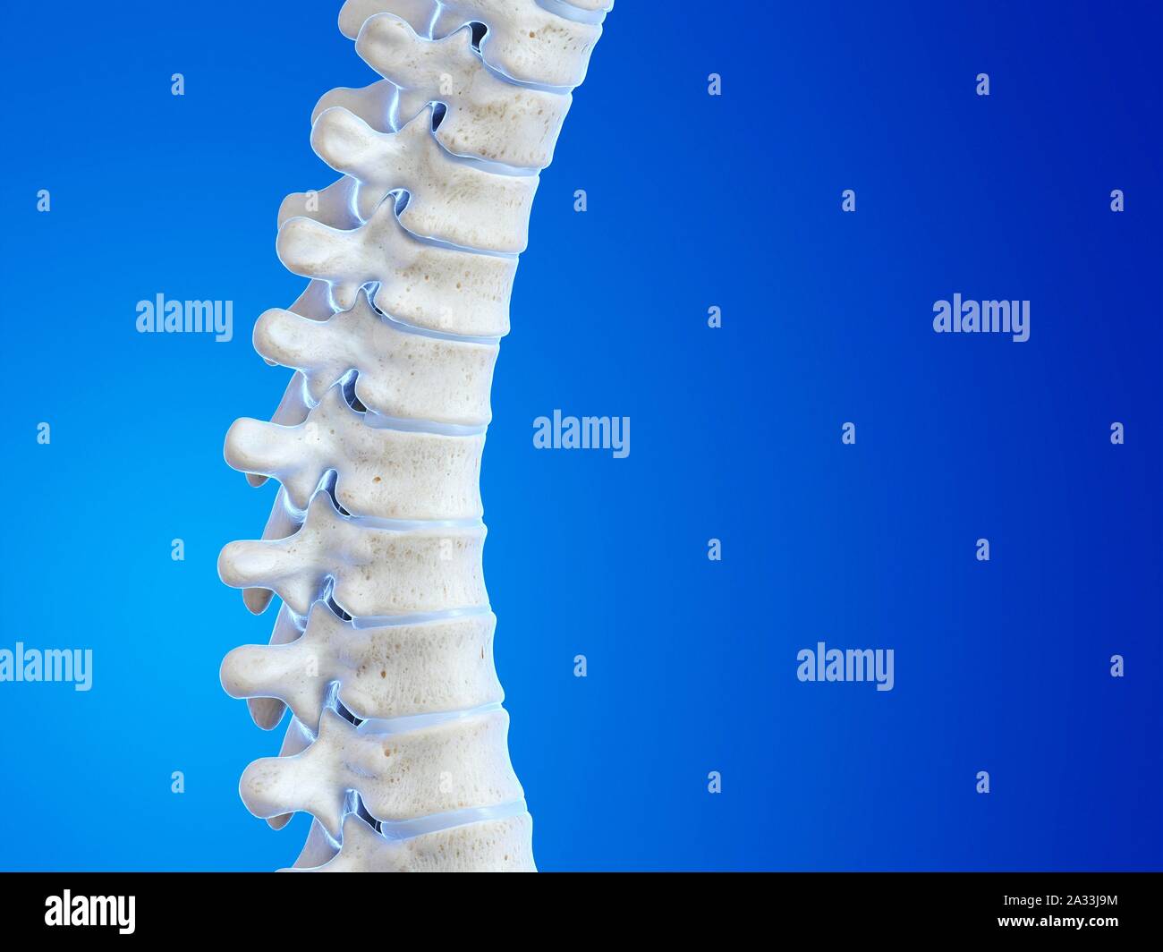 Human spine, illustration Stock Photo - Alamy