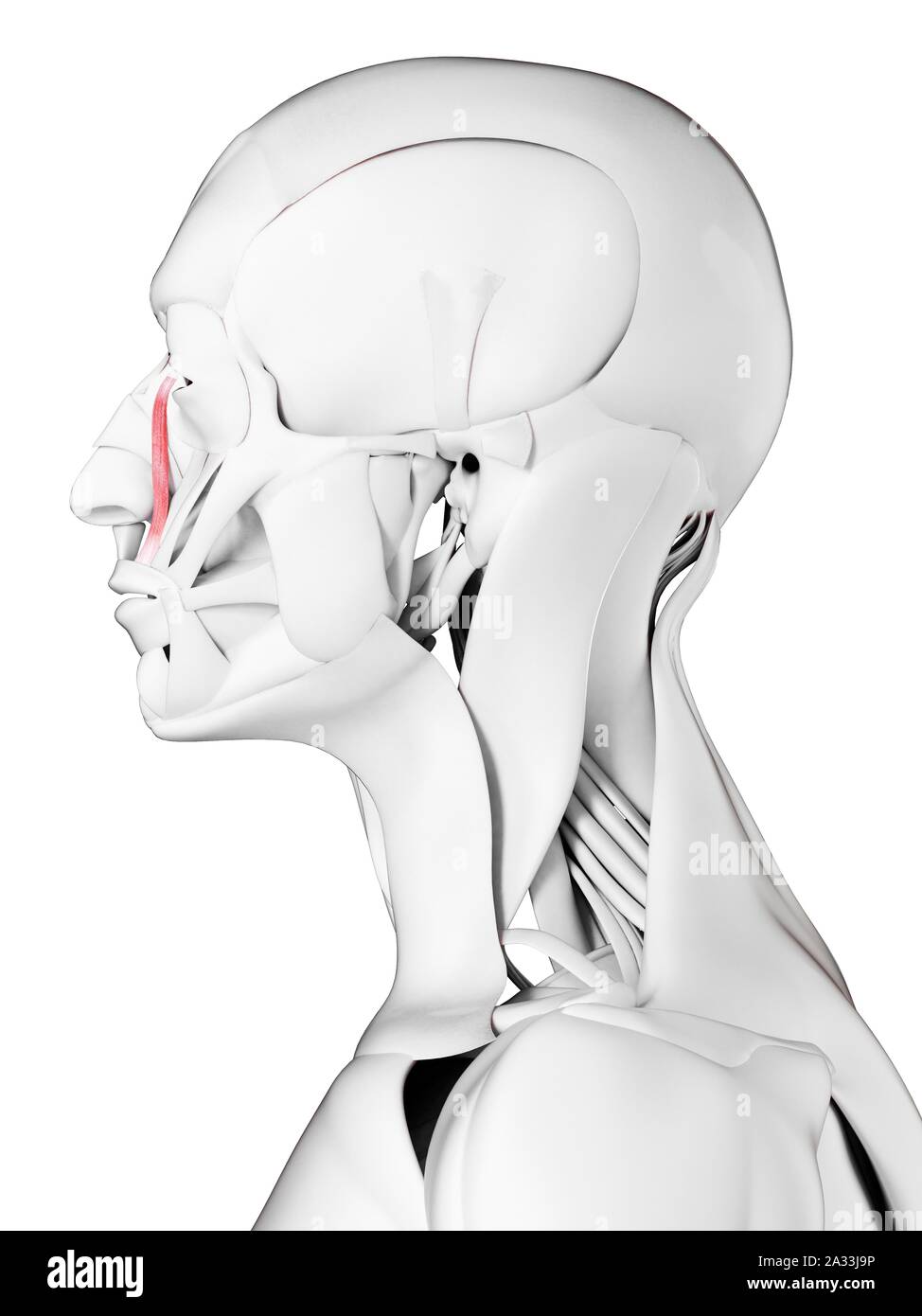 Levator labii superioris alaeque nasi muscle, illustration Stock Photo - Alamy Levator labii superioris alaeque nasi muscle, illustration Stock Photo - Alamy